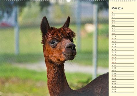 lamas wandkalender 2016 hoch monatskalender Reader